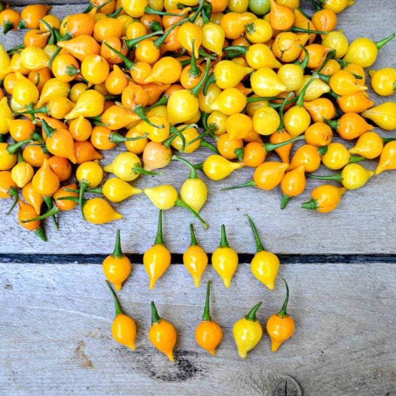 Biquinho Yellow Pepper (55 Days)
