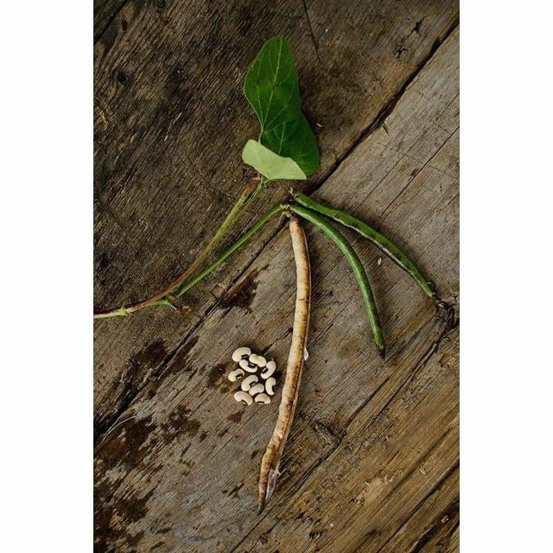 Black Eyed Pea (70 Days)