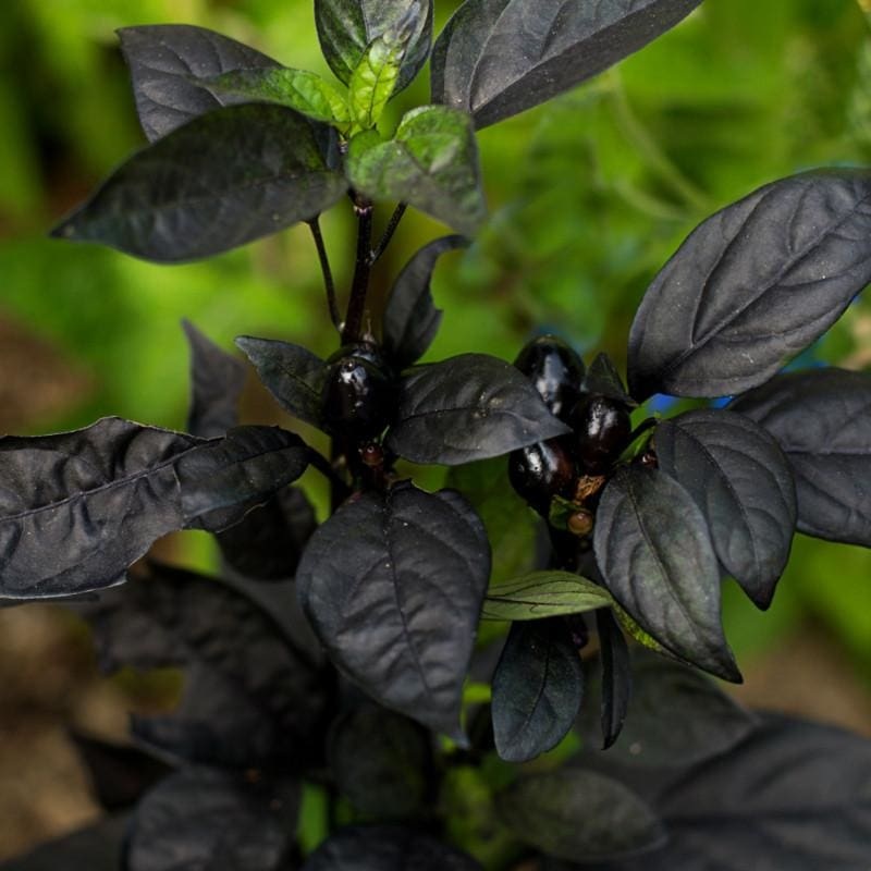 Black Pearl Ornamental Pepper