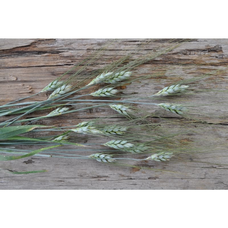 Black Tip Wheat