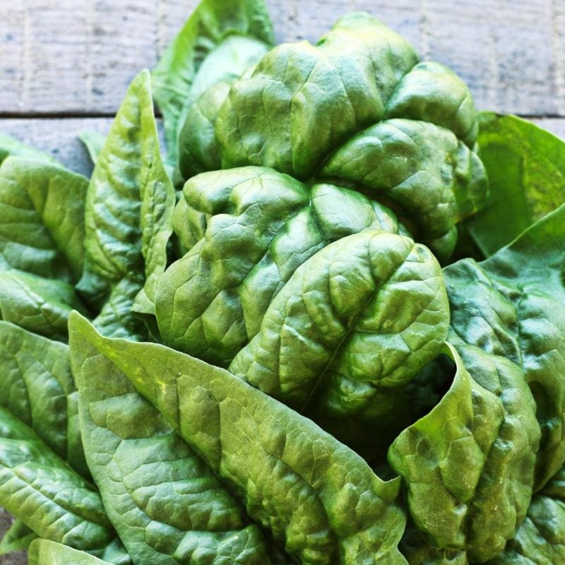 Bloomsdale Long Standing Spinach (Heirloom 42 Days)