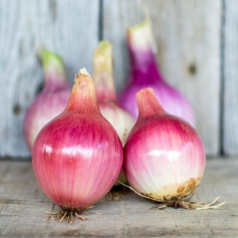 Blush Onion (F1 Hybrid 115 Days)