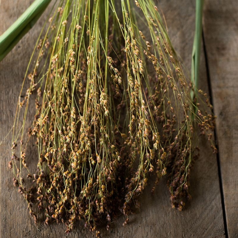 BROOM CORN – MIXED