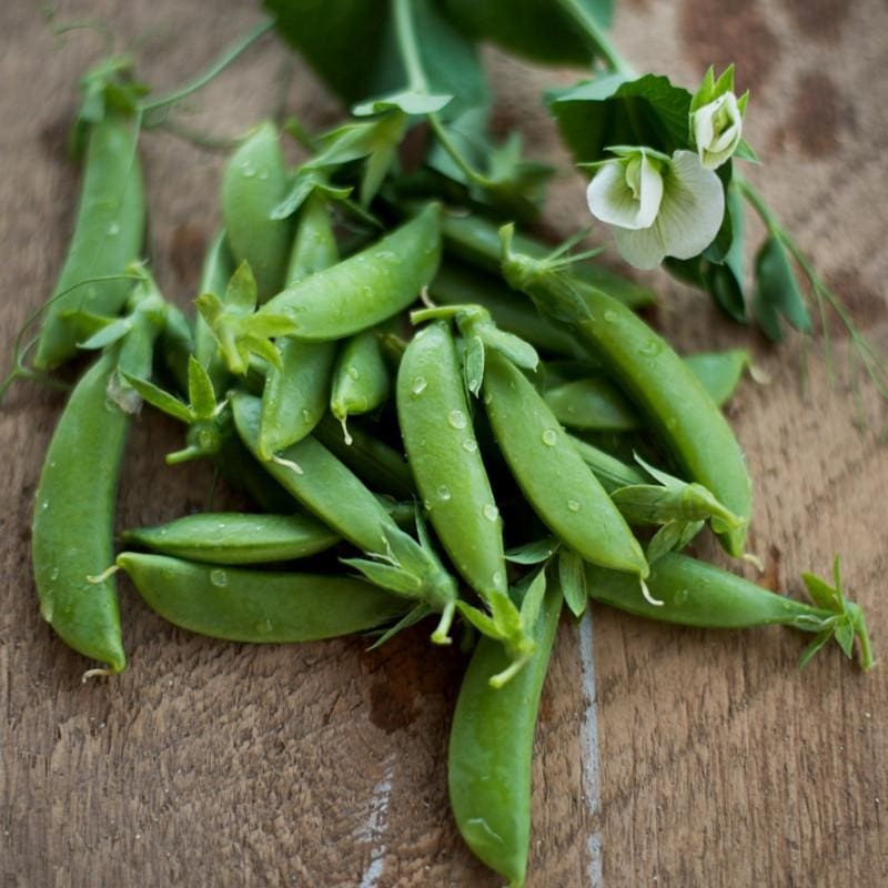 Cascadia Snap Pea (60 Days)|Conventional|Organic