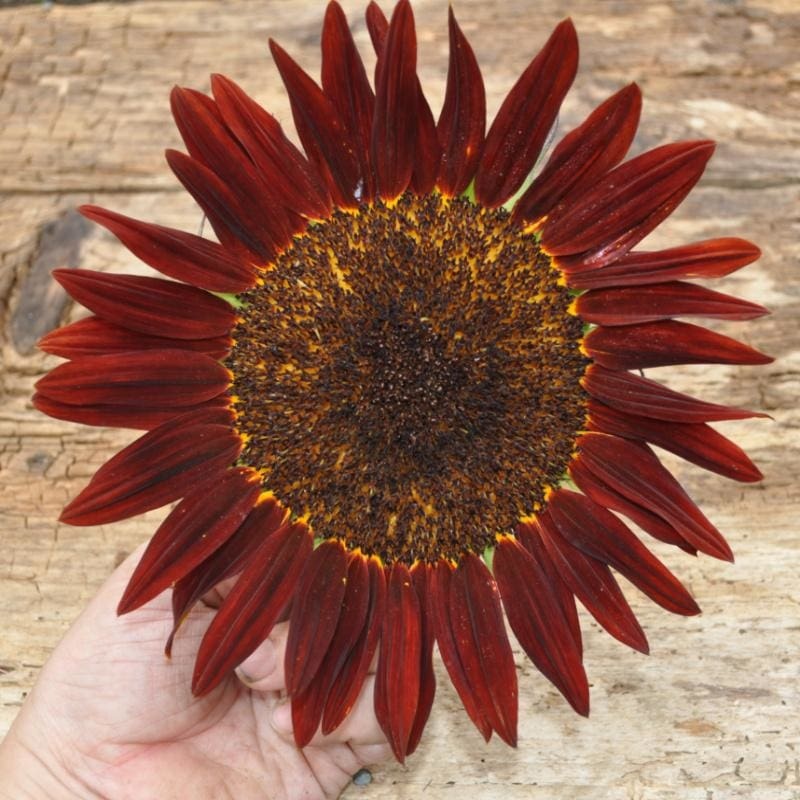 Chocolate Sunflower