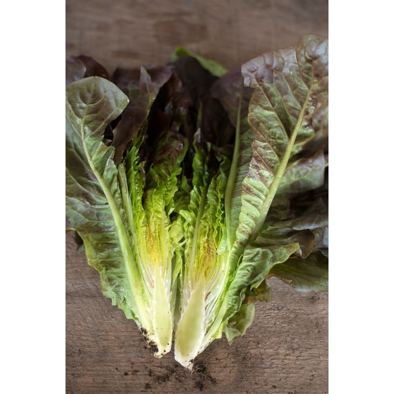 Cimmaron Lettuce (Heirloom, 58 Days)