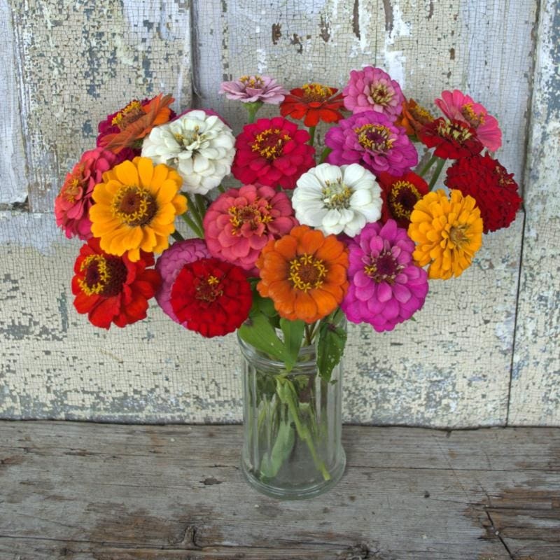 Cut and Come Again Zinnia|Default