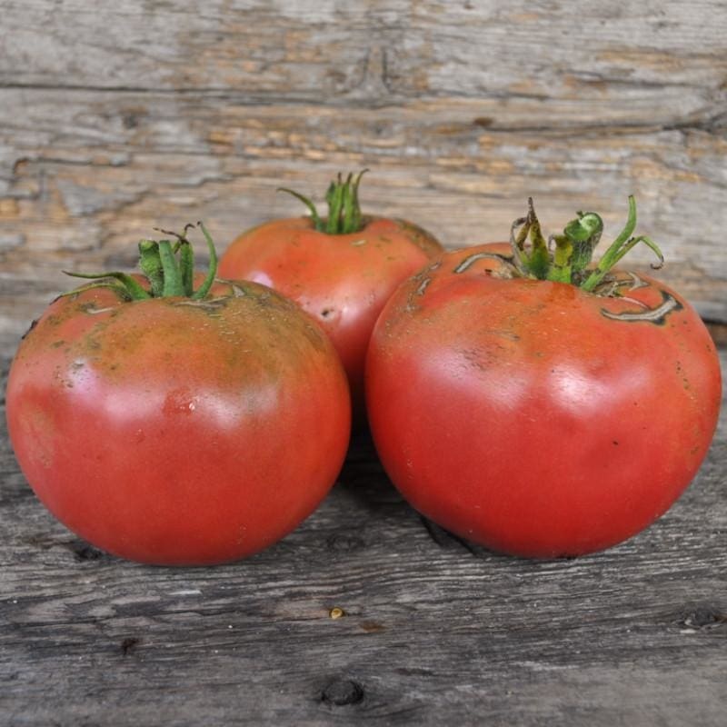Damsel Tomato (Organic F1 Hybrid 73 Days)