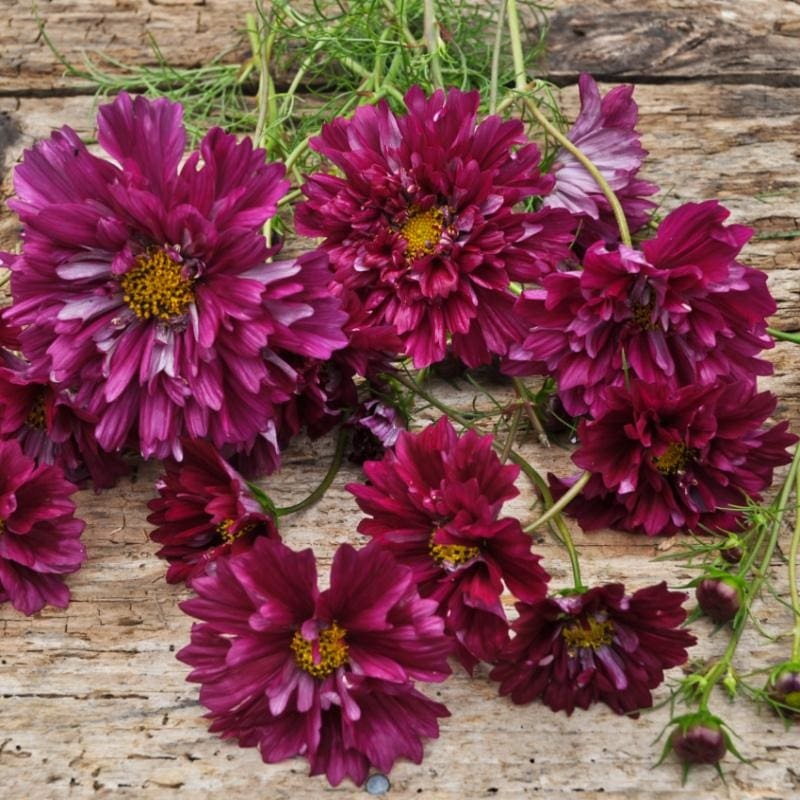 Double Click Cranberries Cosmos