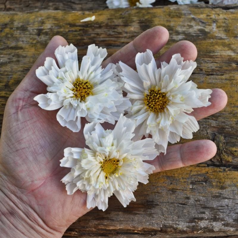 Double Click Snow Puff Cosmos