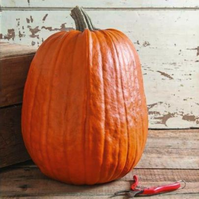 Early Giant Pumpkin (F1 Hybrid 95 Days)