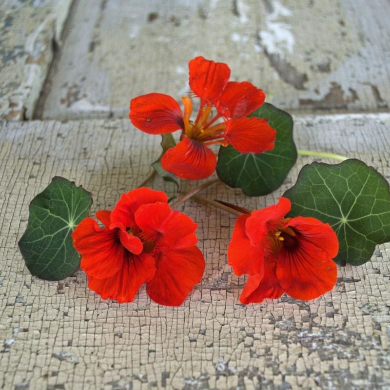Empress of India Nasturtium