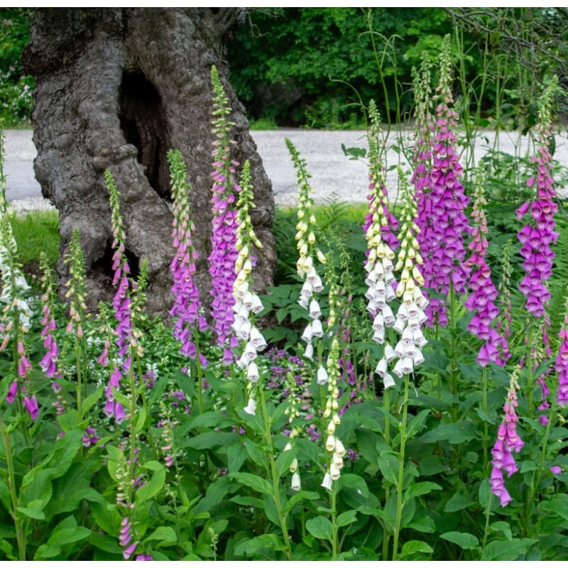 Excelsior Hybrid Foxglove