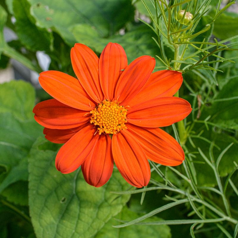 Fiesta del Sol Tithonia