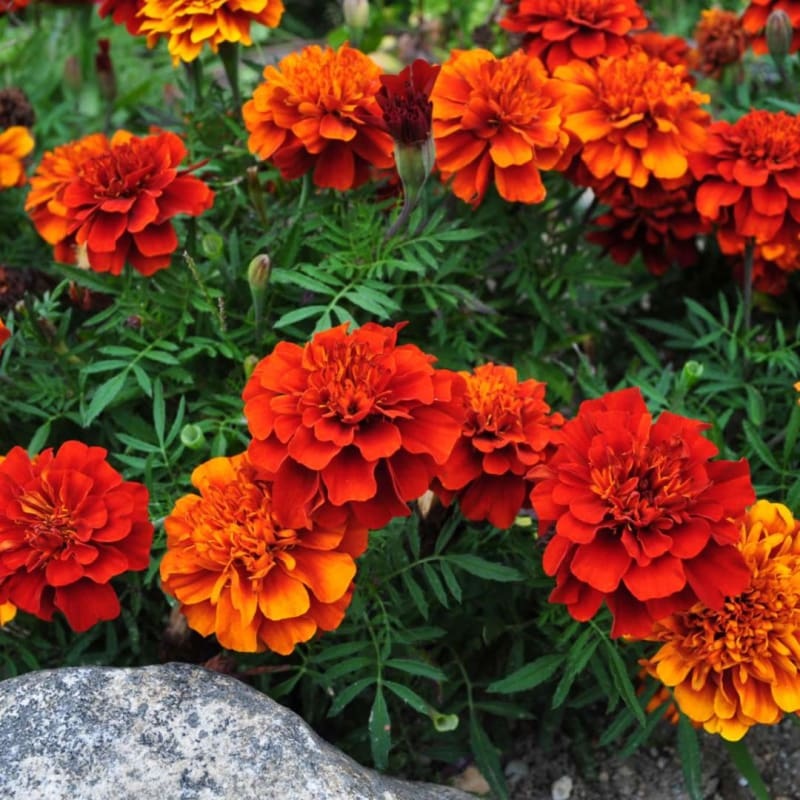 Fireball Marigold