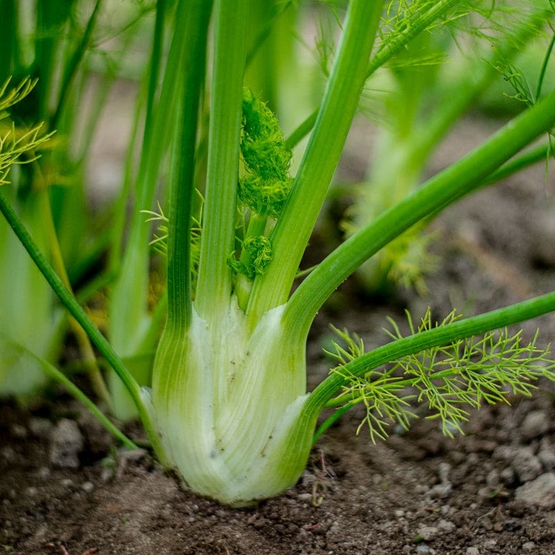 Florence Fennel (90 Days)
