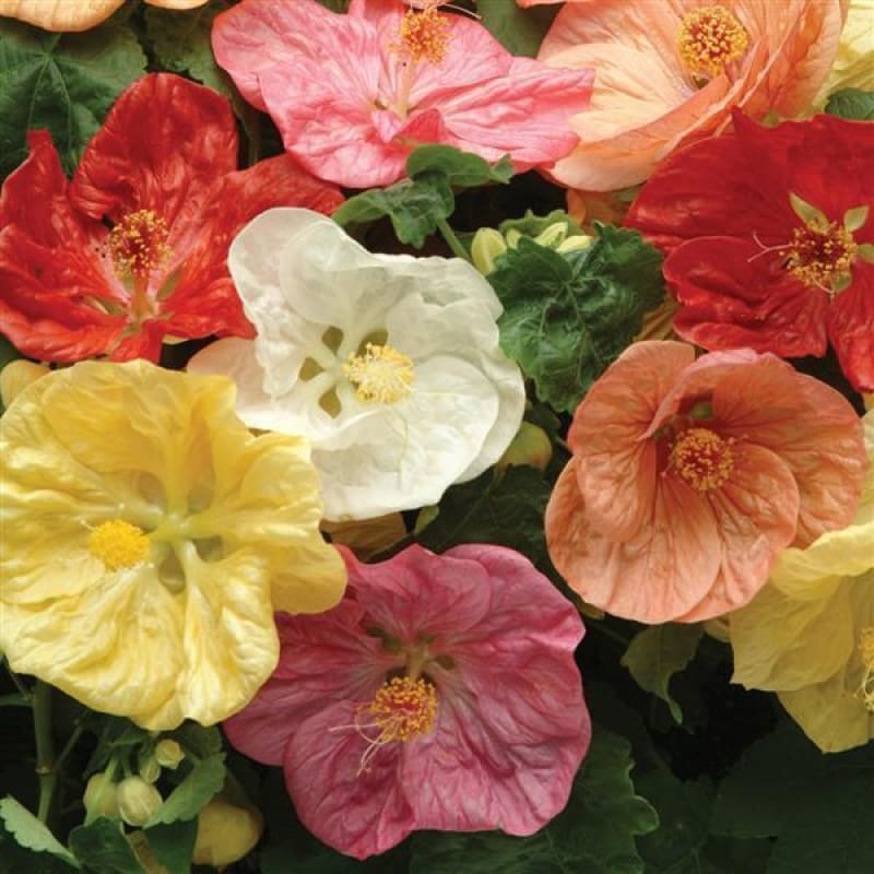 Flowering Maple Bella Select Mix