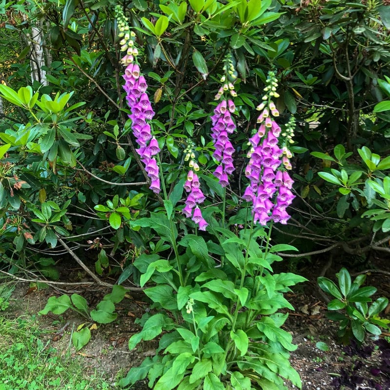 Foxy Foxglove|Default