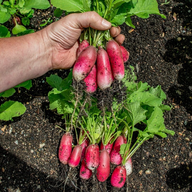 French Breakfast Radish (Heirloom, 25 Days)