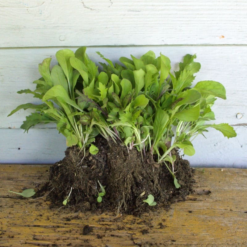 Garden Mesclun Blend (30 days)
