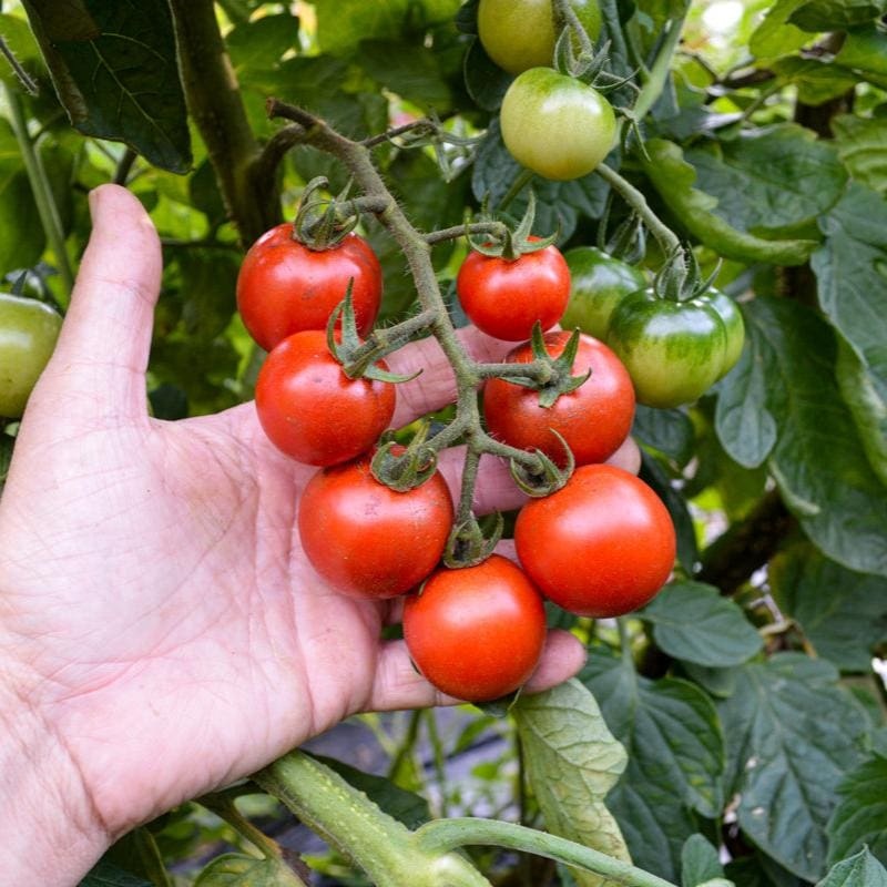 Gardeners Delight Tomato (67 Days)