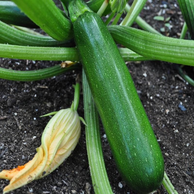 Green Machine Zucchini (Organic F1 Hybrid 45 Days)