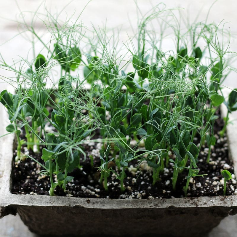GREEN PEAS SHOOTS