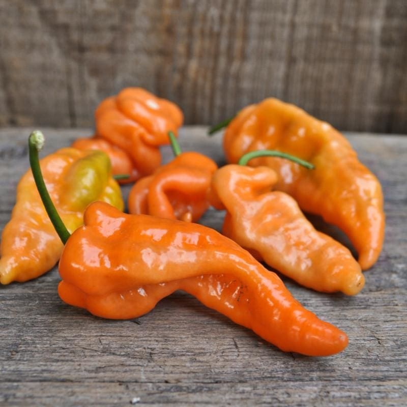 Habanada Pepper (70 Days)