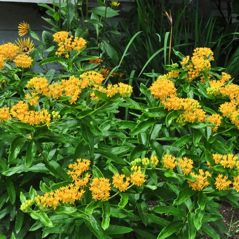 Hello Yellow Milkweed