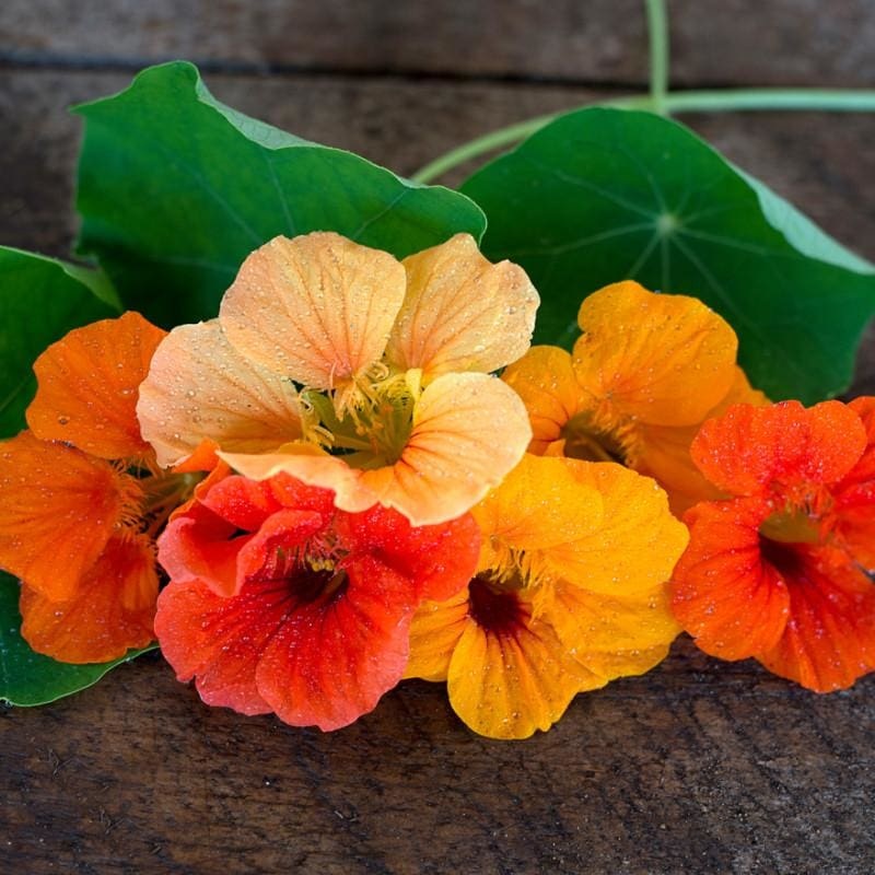 Jewel Mix Nasturtium|Default