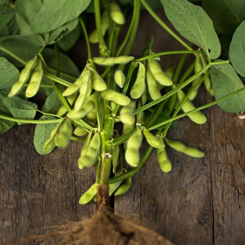 Karikachi Soybean (85 Days)
