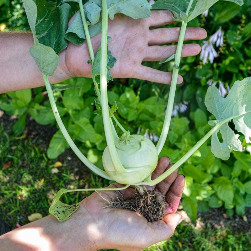 Korist Kohlrabi (Organic F1 Hybrid 42 Days)