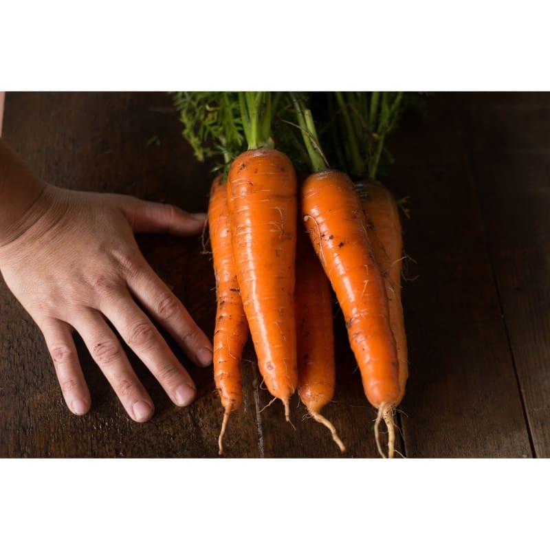 Kuroda Carrot (110 Days)