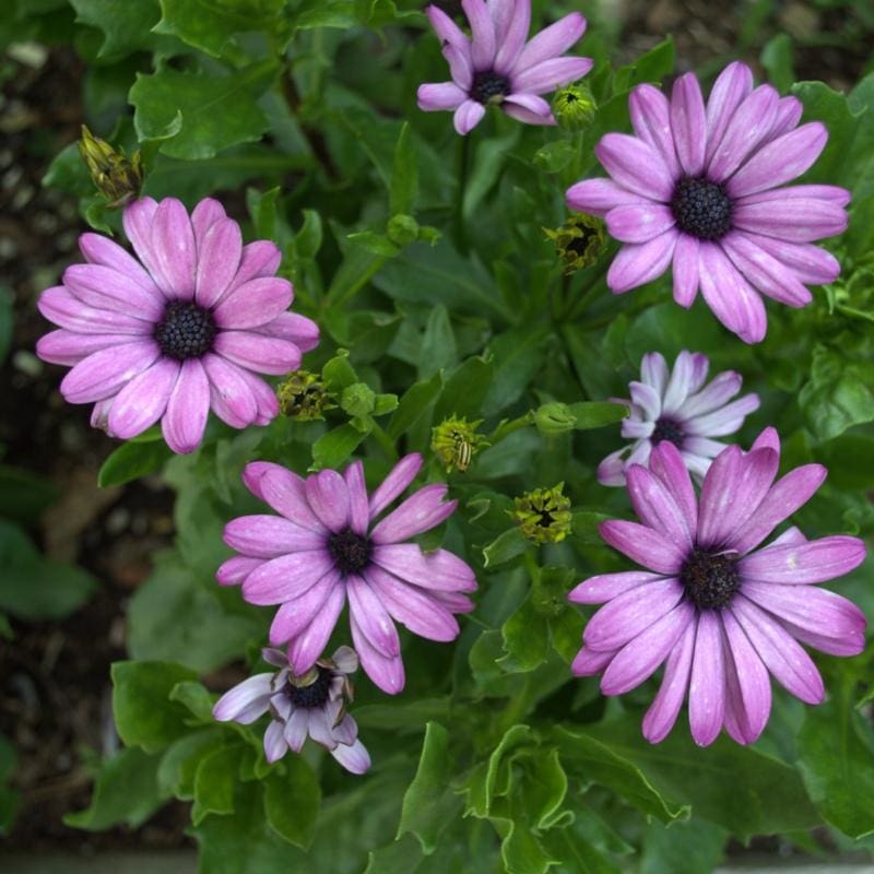 Lavender Shades African Daisy