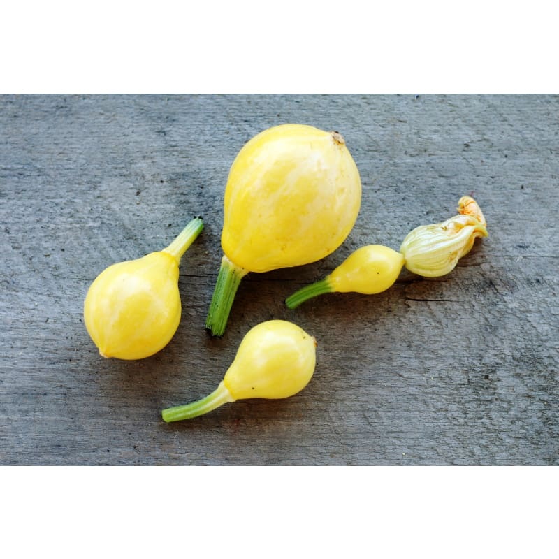 Lemon Summer Squash (55 Days)