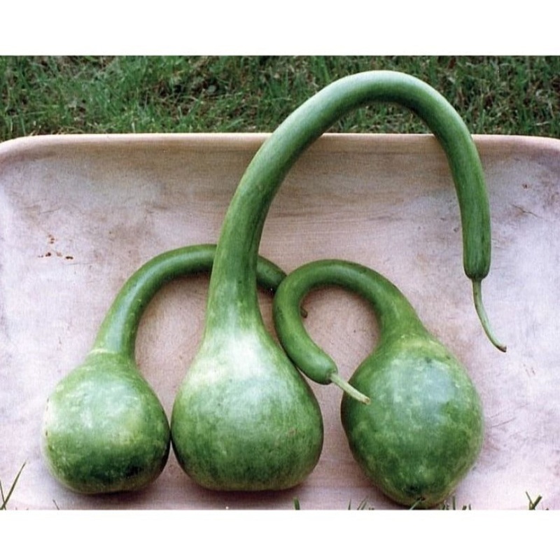 Long Handled Dipper Gourd (110 Days)