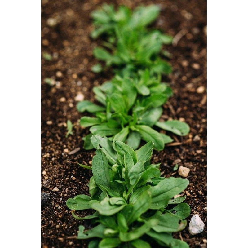 Mache Greens (60 Days)