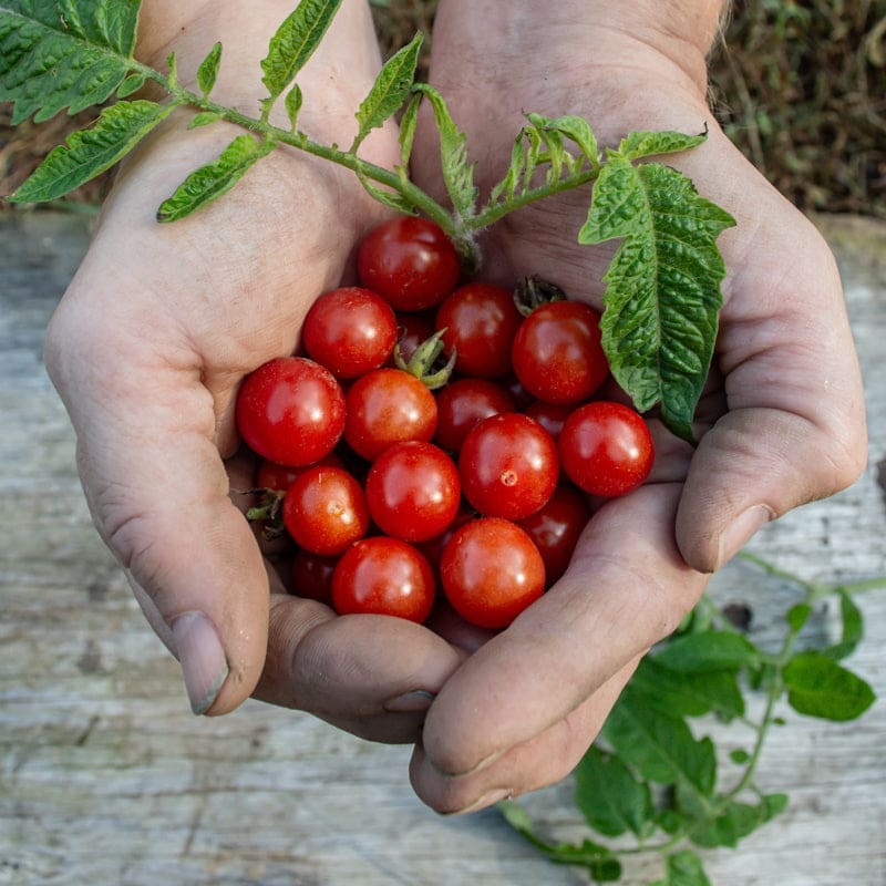 Matts Wild Cherry Tomato (55 Days)
