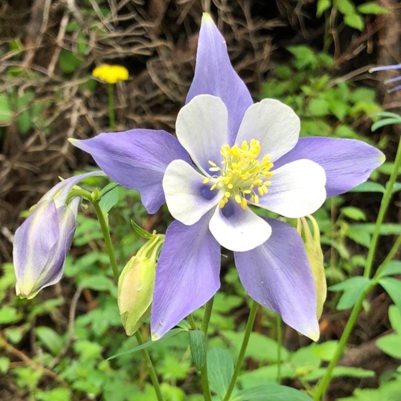 Mckana Giants Aquilegia|Default
