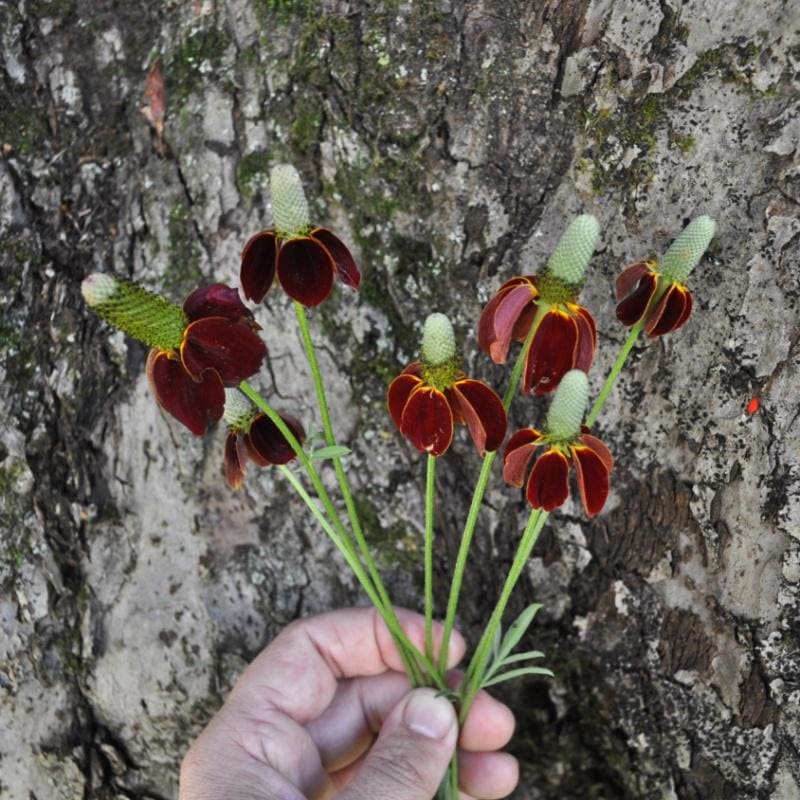 Mexican Hat Coneflower