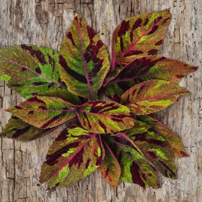 Mighty Mosaic Coleus