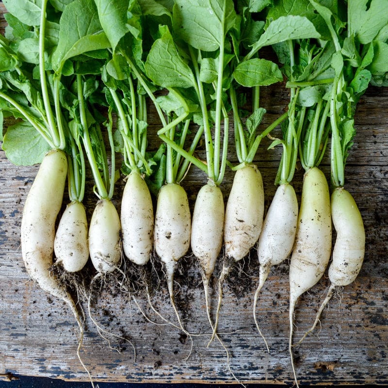Minowase Daikon Radish (Heirloom, 55 Days)