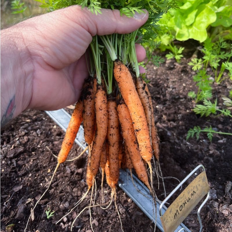 Mokum Carrot (F1 Hybrid 54 Days)