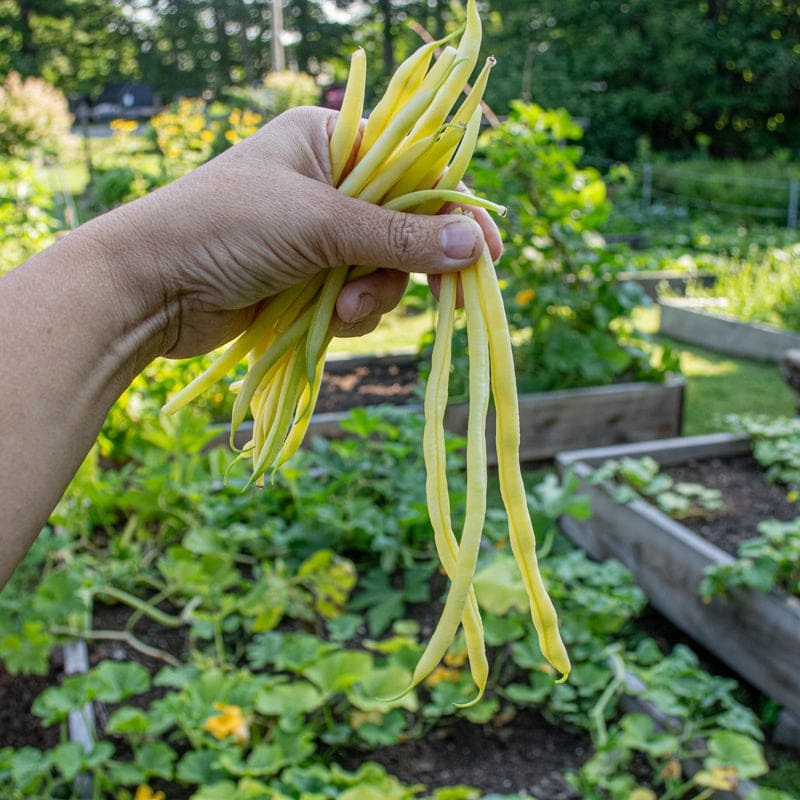 Monte Gusto Pole Bean (58 Days)