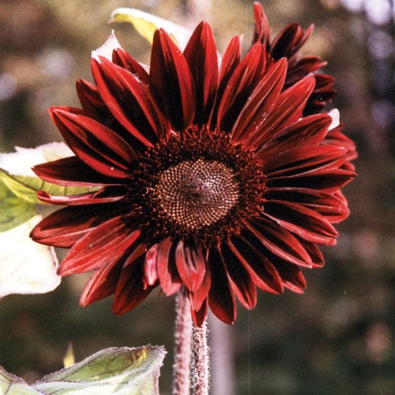 Moulin Rouge Sunflower