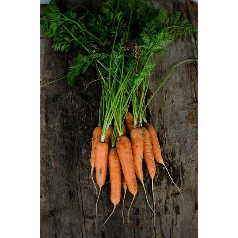 Nantes Carrot (Heirloom, 72 Days)