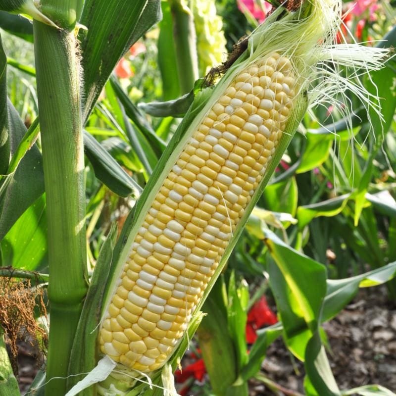 Natural Sweet Corn (Organic F1 Hybrid 73 Days) SH2