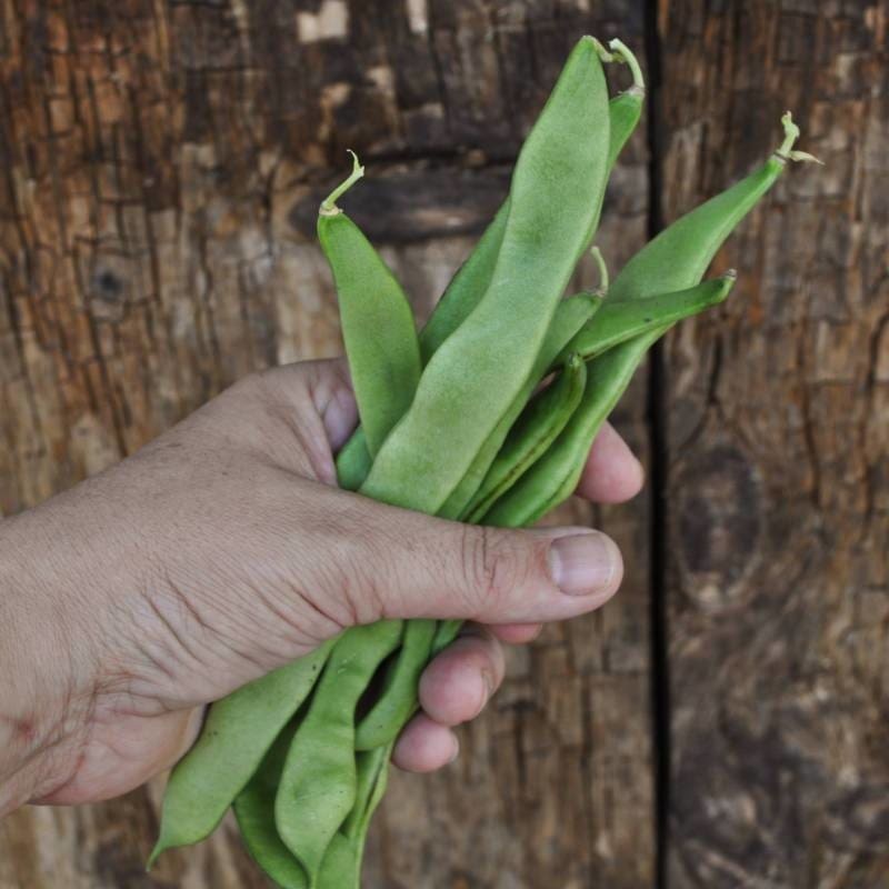 Northeaster Pole Bean (Organic 56 Days)