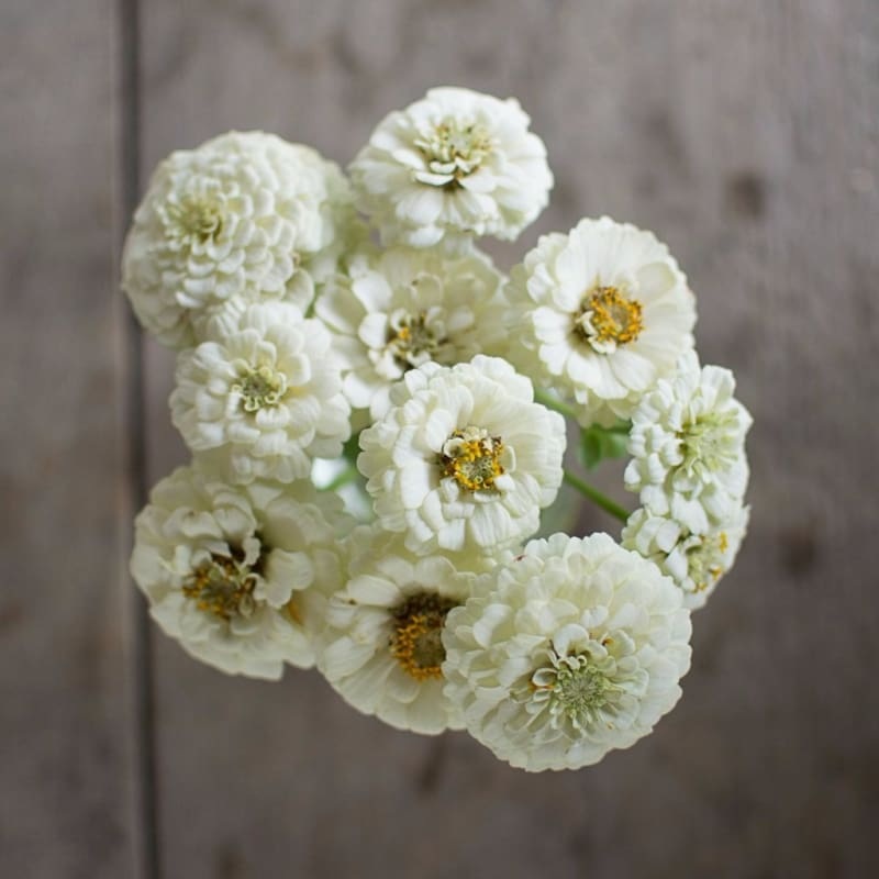 Oklahoma White Zinnia