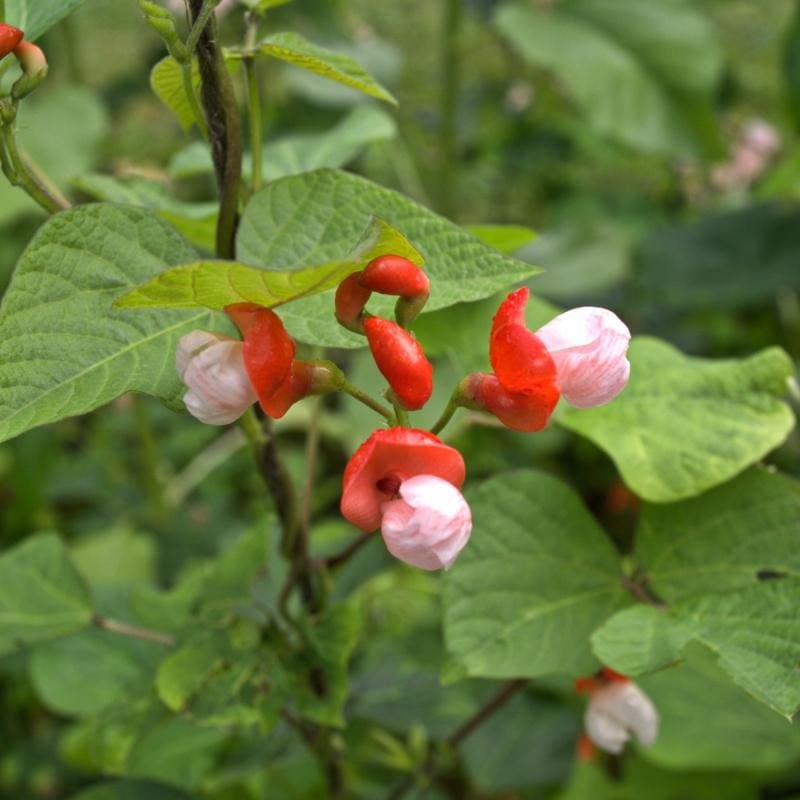 Painted Lady Runner Bean (Heirloom 65 Days)
